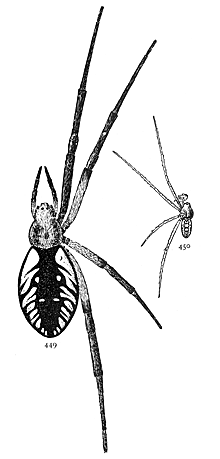 Figs. 449, 450. Argiope
riparia.—449,
female. 450, male.