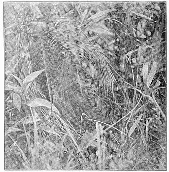 Fig. 453. Web of Argiope riparia in an oval opening among plants from which the
leaves have been drawn away by the spider. At the left of the web is a screen of
irregular threads.