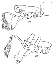 Figs. 467, 468. Cephalothorax, mandibles, and
palpus of male.—467, Tetragnatha laboriosa.
468, Tetragnatha straminea.