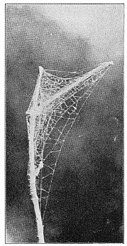 Fig. 473. Web of Dictyna on the
end of a twig.