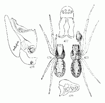 Figs. 474, 475, 476, 477, 478. Dictyna volupis.—474,
female. 475, male. Both enlarged
eight times. 476, side of male. 477, front
of head of male enlarged sixteen times, showing
curved mandibles. 478, palpus of male.