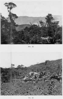 Fig. 19—Moss-draped trees in the rain forest near Abra
Tocate between Rosalina and Pongo de Mainique.