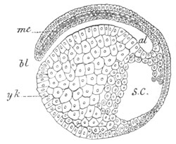 Illustration: Figure 37