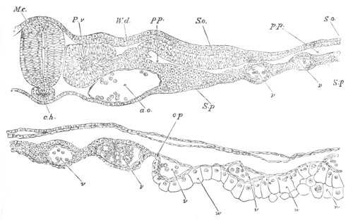 Illustration: Figure 115