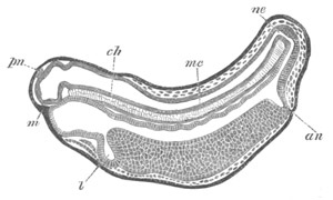 Illustration: Figure 172