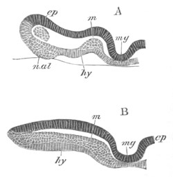 Illustration: Figure 182