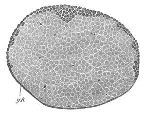 Illustration: Figure 214