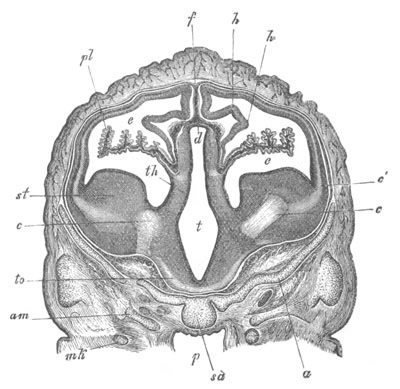 Illustration: Figure 261