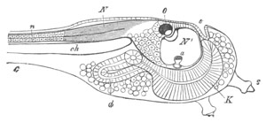 Illustration: Figure 306