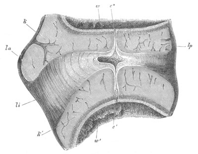 Illustration: Figure 322