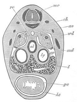 Illustration: Figure 354