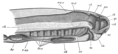 Illustration: Figure 416