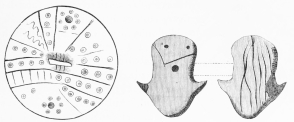 No. 164. Terra-cotta Pot-lid, engraved with symbolical
marks (6 M.).