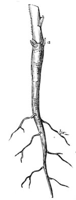 Fig. 11.—Tap root of the
Branching Larkspur.