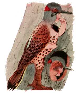 Red-Shafted Flicker