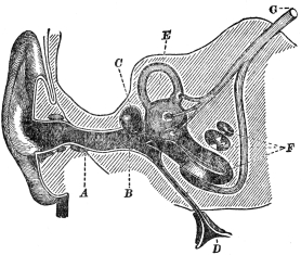 DIAGRAM OF THE EAR

A, auditory canal, leading to the eardrum B; C, cavity of the
middle ear, communicating by the Eustachian tube with the throat D and
containing the ear bones; E, semicircular canals; F, true hearing
organ; G, auditory nerve. (“The Human Mechanism,” by Hough and
Sedgwick.)