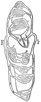 THE HEART AND BLOOD VESSELS DIAGRAMMATICALLY REPRESENTED

L, lung; M, intestine; P, liver; dotted lines lymphatics.
(Martin’s “Human Body”)