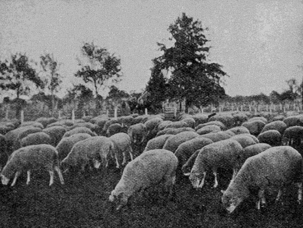 grazing
sheep