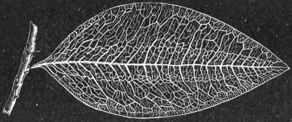 NERVURES OF THE LEAF OF PERUVIAN COCA, SEEN BY TRANSMITTED
LIGHT. NATURAL SIZE.