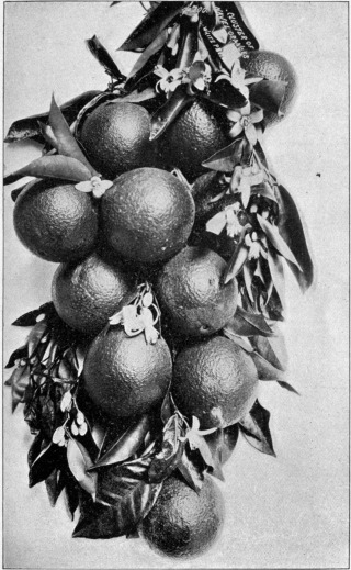 Image not available: A CLUSTER OF NAVEL ORANGES, CALIFORNIA.