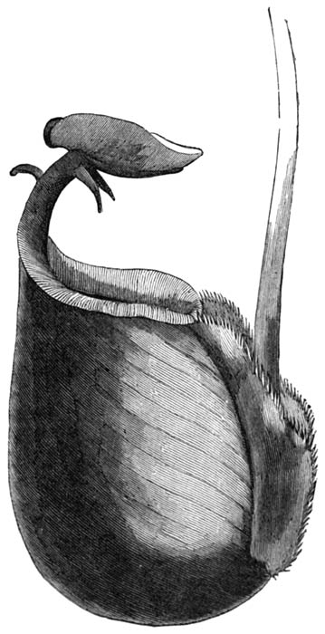 NEPENTHES BICALCARATA.