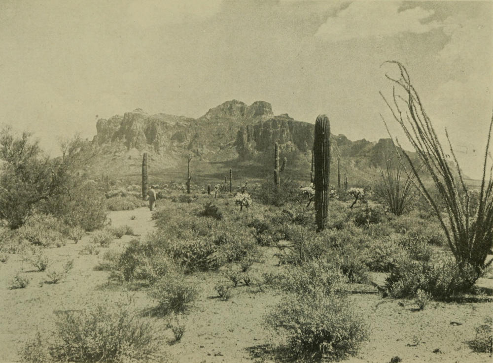 ALLIES OF THE DESERT ARM THEMSELVES WITH PRICKLES AND
THORNS AGAINST THEIR ANIMAL ENEMIES