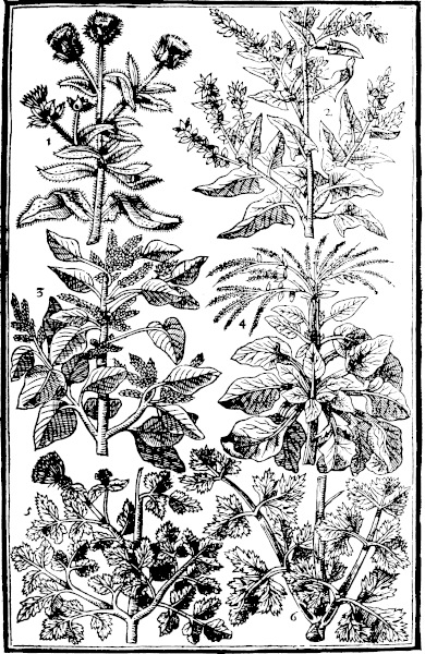 Page 487: Langdebeefe; Arrach; Blites; Beetes; Allisanders; Sweete Parsley.