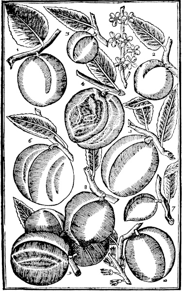 Page 581: Apricocke; Peach; Almond; Nectorin.