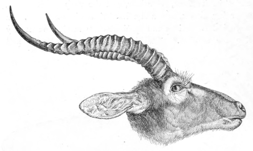 Antelope