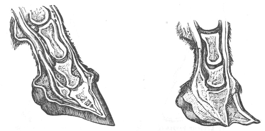 Bone structure in two differing pastern joints
