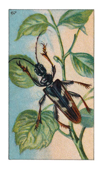 67
