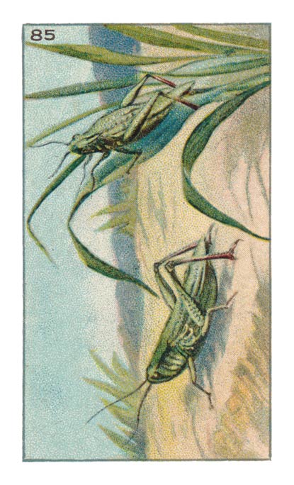 85