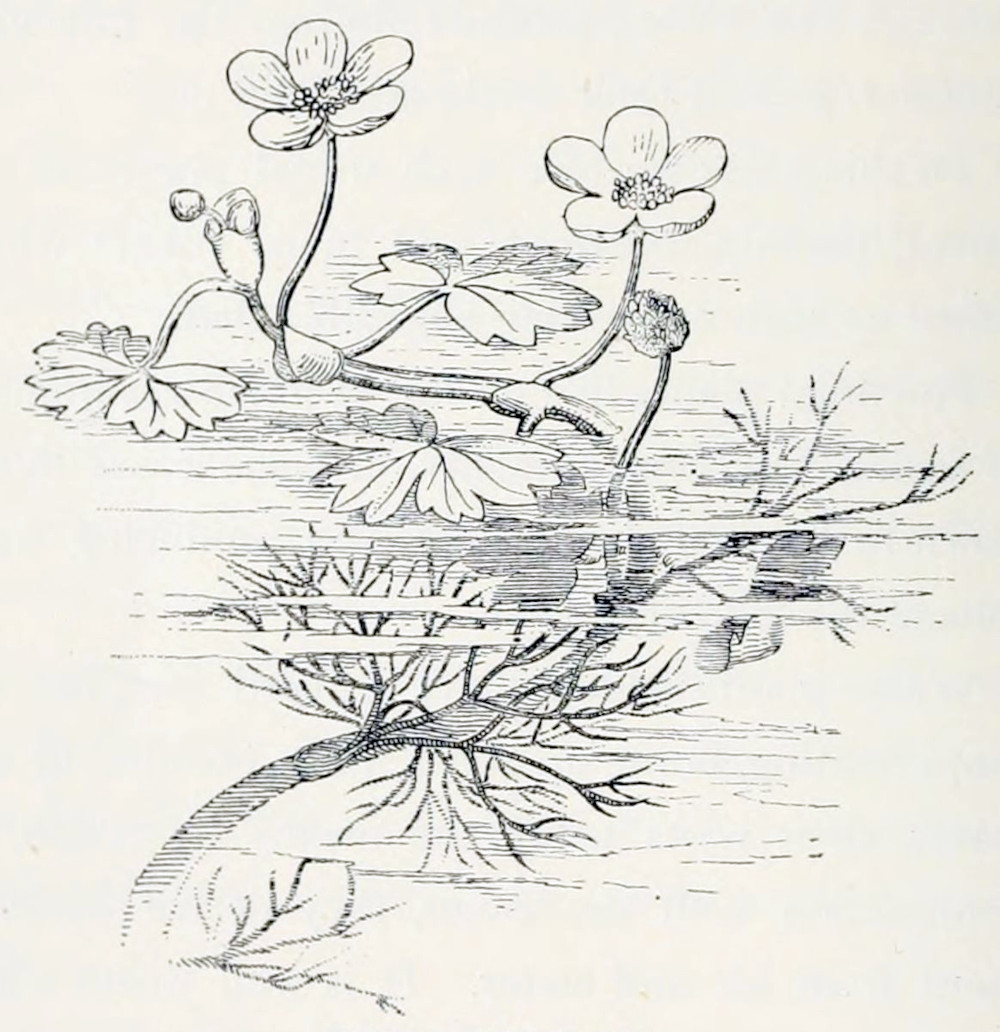 Plant growing under water, with
a part floating. The leaves under water have a very fine, strongly branched shape,
the floating ones are more rounded and lobed. Above the water are some flowers,
each having a crown of 5 leaflets.