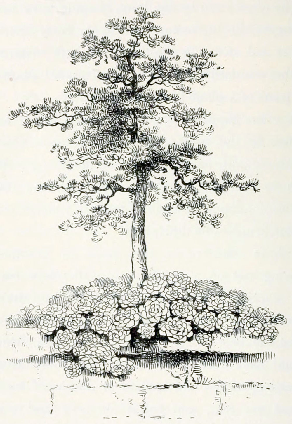 The top of a wall on which
a group of rosette-shaped plants grows. Between those plants grows a
small fir tree