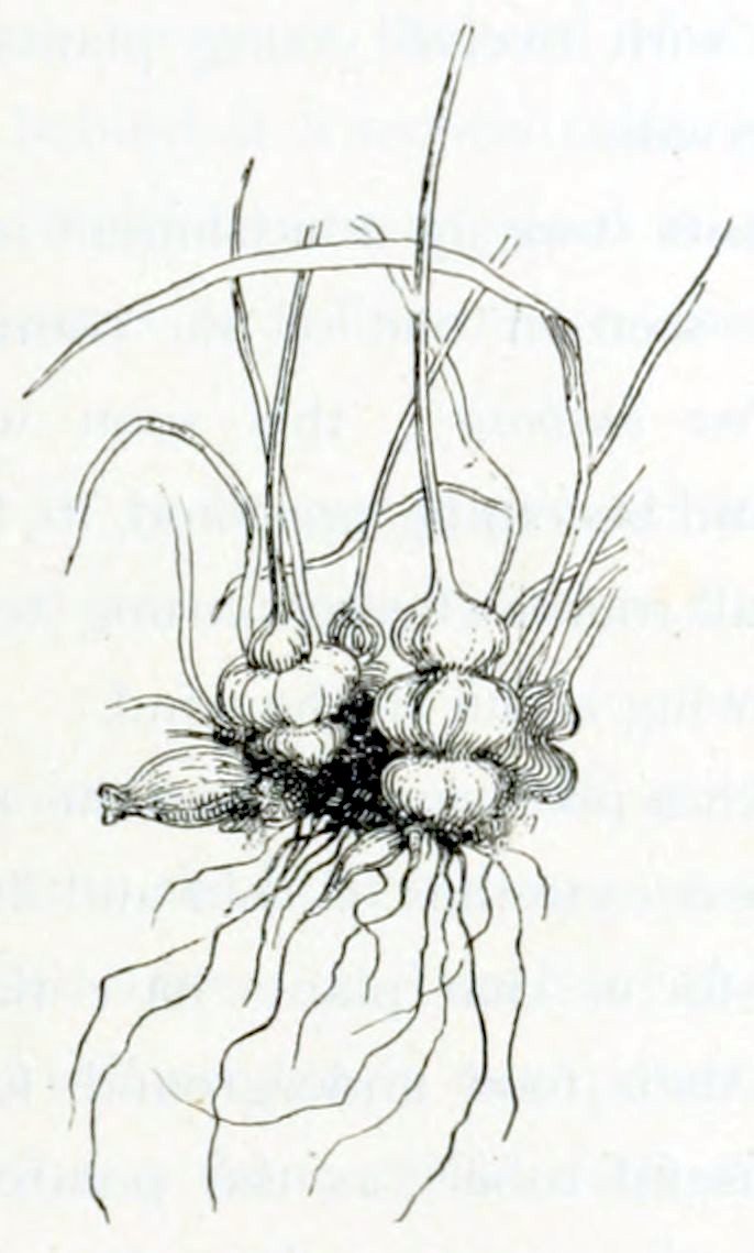 A plant, consisting of bulbs
from which roots grow downward and stems and long elongated leaves grow upward.