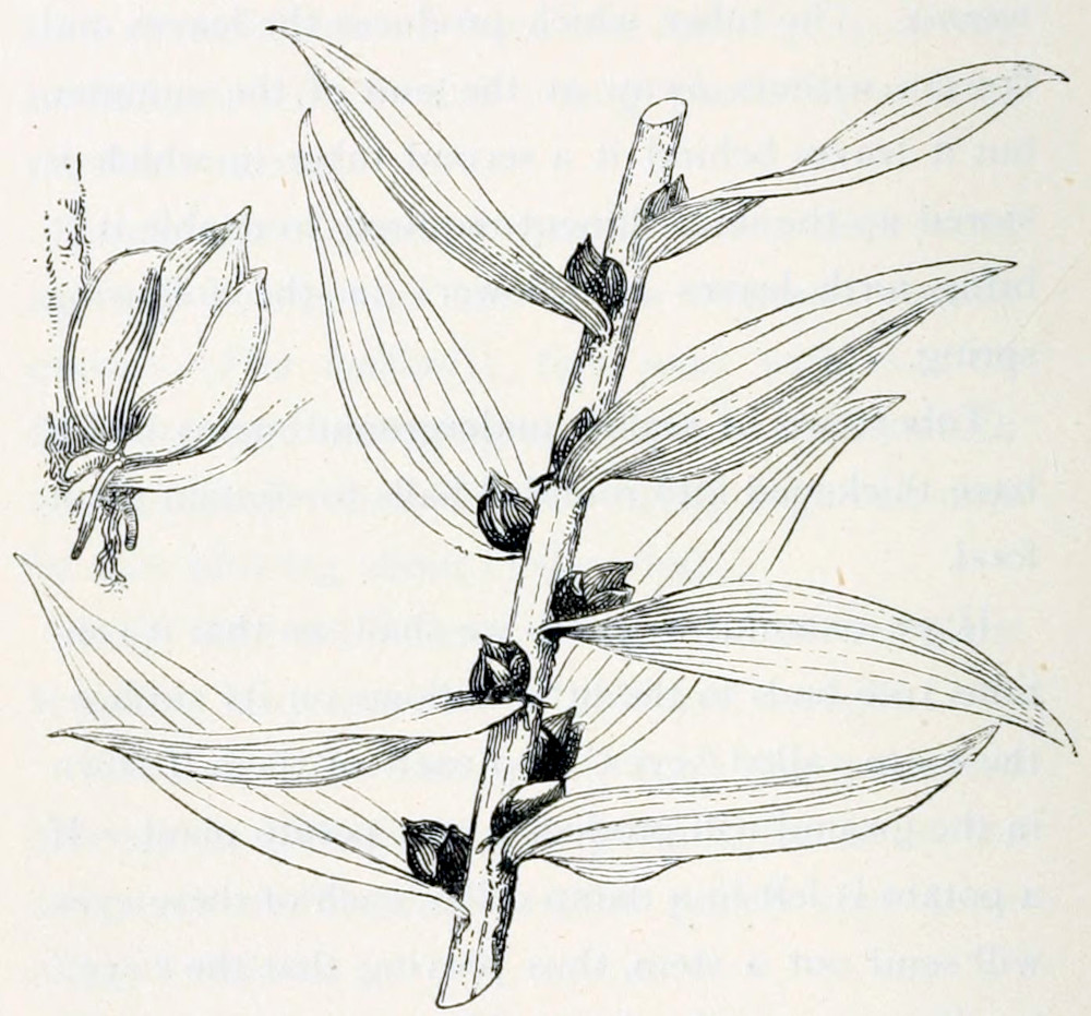 Part of the stem of a plant
with oval-shaped leaves with articulate veins. In the axils of the leaves grow
small rounded bulbs. A detail of one of the bulbs shows it has rootlets and
some compacted leaves