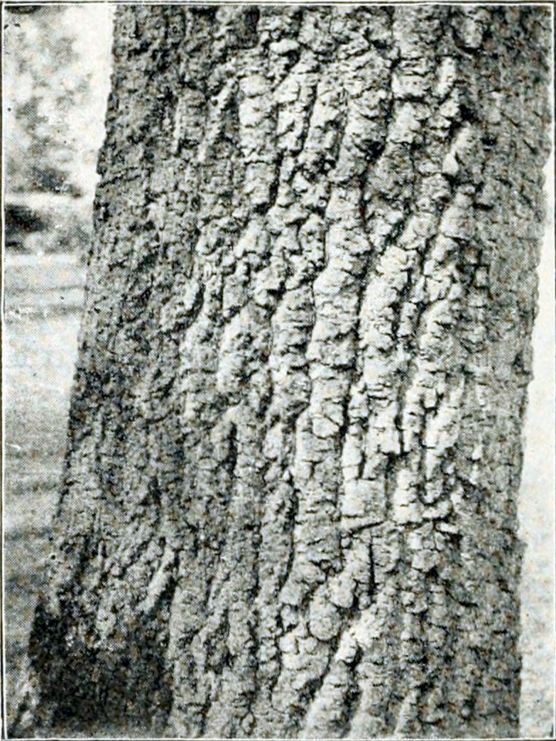 Photograph of part of a tree trunk,
covered by rough bark.