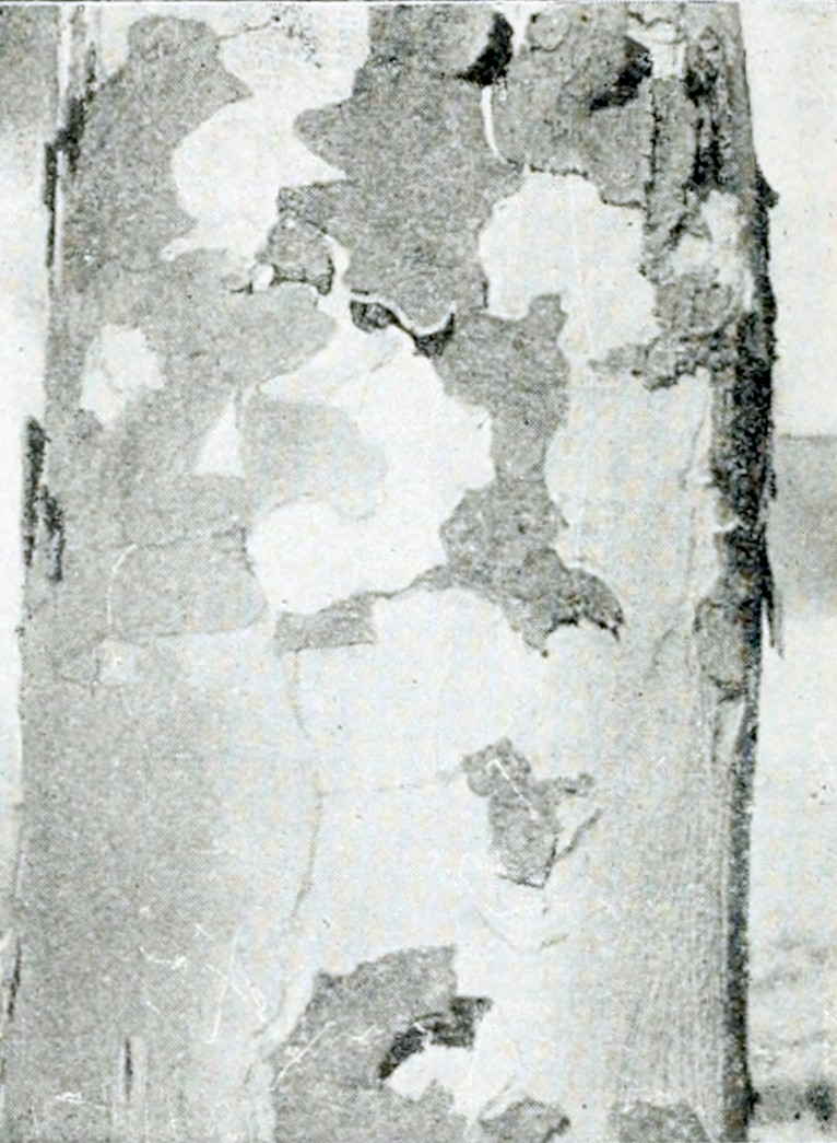 Photograph of part of a tree trunk
with a smooth bark, having dark and light patches. From the dark patches peaces of
bark are coming loose.