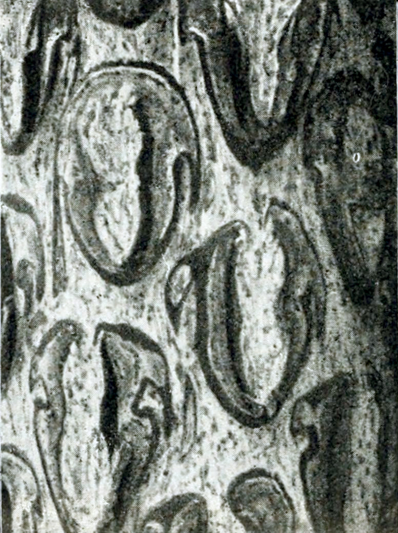Photograph of part of a tree trunk
covered with many oval an heart-shaped dark patches, close to one another.
