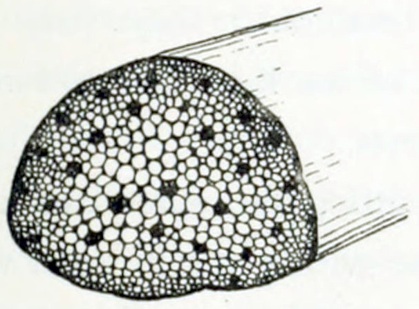 Cross section of a stem showing
many white circles, that grow smaller to the periphery. Dispersed are some darker spots.