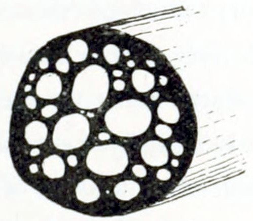 Cross section of a stem showing some
large and several smaller white circles, in a compact dark matrix.
