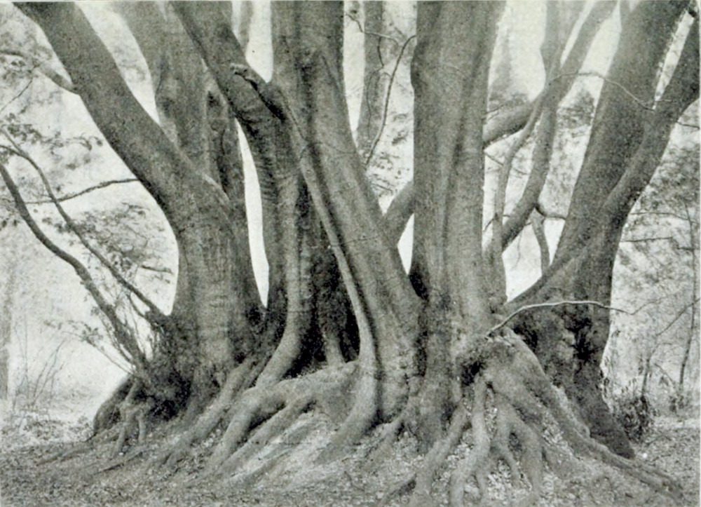 Photograph of a group of tree trunks
growing from a web of entangled roots.