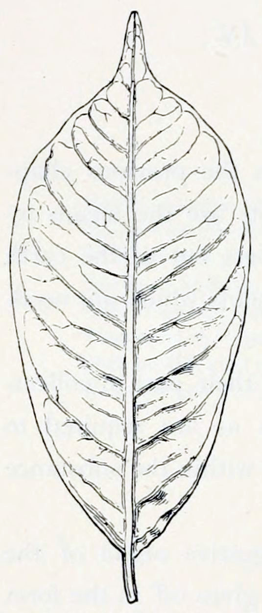 An oval shaped leaf
with a pointed tip showing its veins. Those are arranged in a feather-like
branching structure, sprouting from a central vein that is placed straight from
the base to the tip. Near the edge the veins connect to each other.