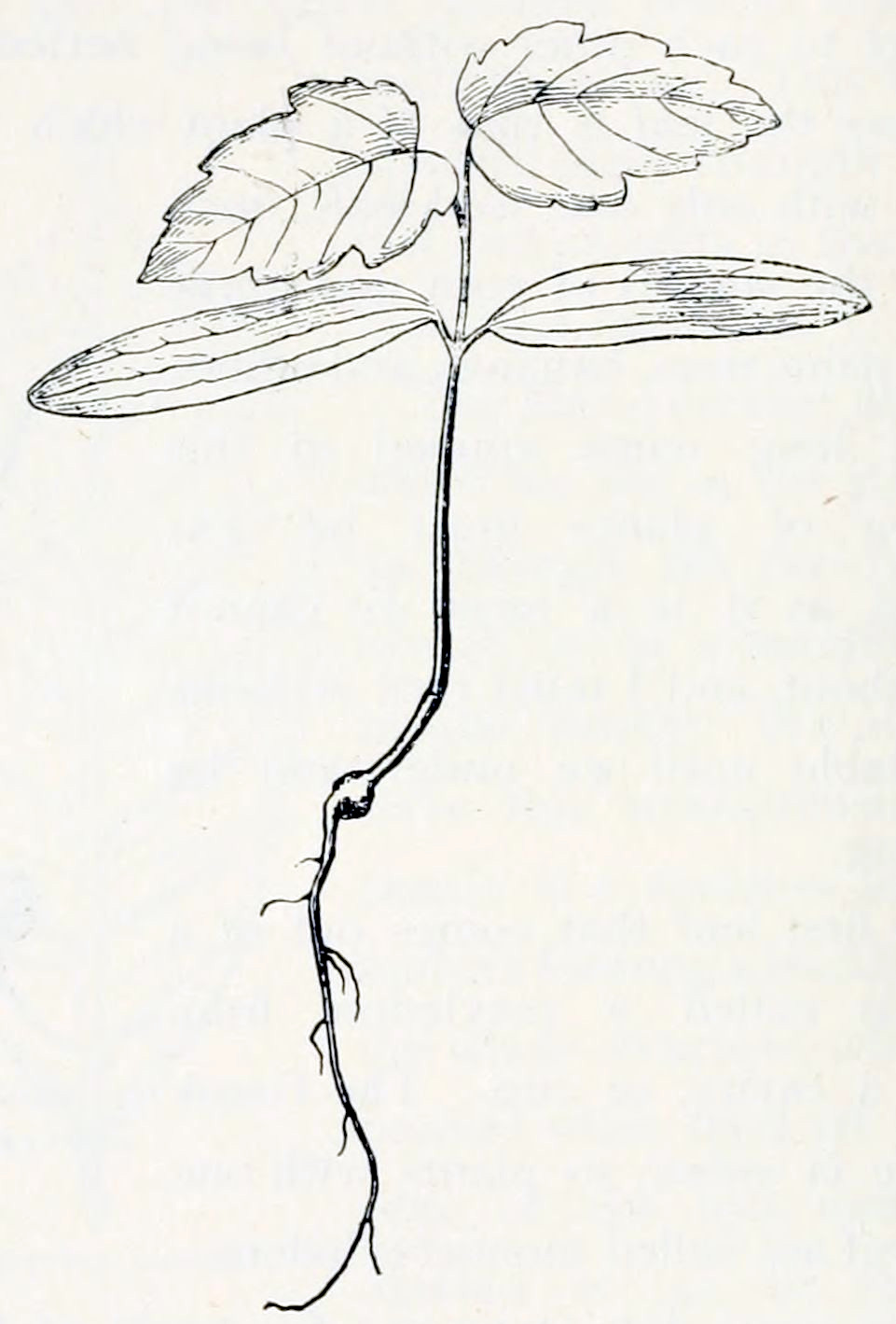 A seed, from which one long root
grows downward. Equally long is the stem that grows upward. The stem has four
leaves, grouped in pairs. The bottom pair have elongated shapes with smooth edges and
veins that are arranged longitudinally. The upper pair have more of a heart shape
with serrated edges. Their veins are arranged in a feather-like structure.