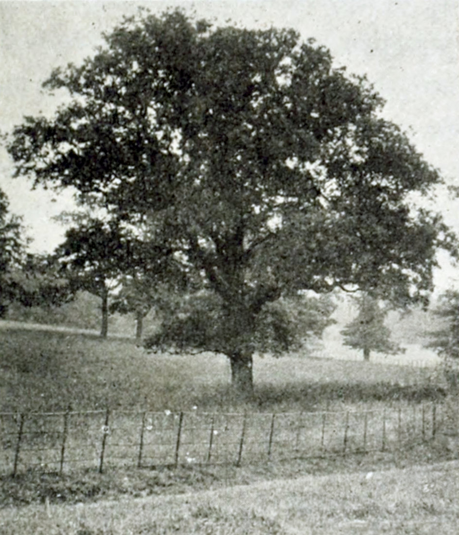 A large tree bearing leaves
together with other ones in a fenced-off meadow.