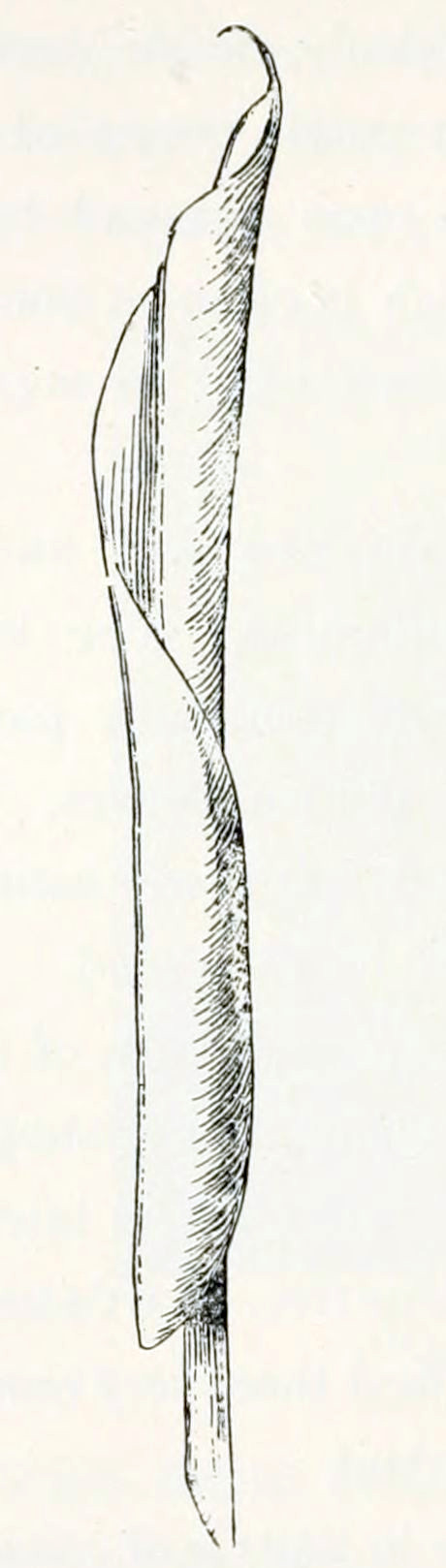 A rolled-up leaf, with a
pointed tip, yielding a cigar-like shape.