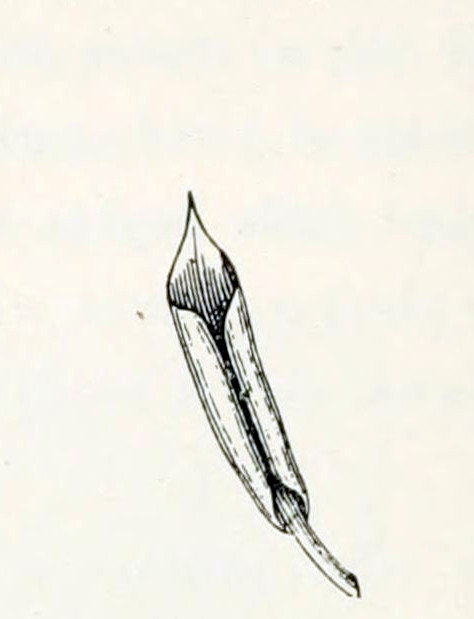 A leaf that is rolled-up from
both sides, yielding two small cylinders alongside the stalk.