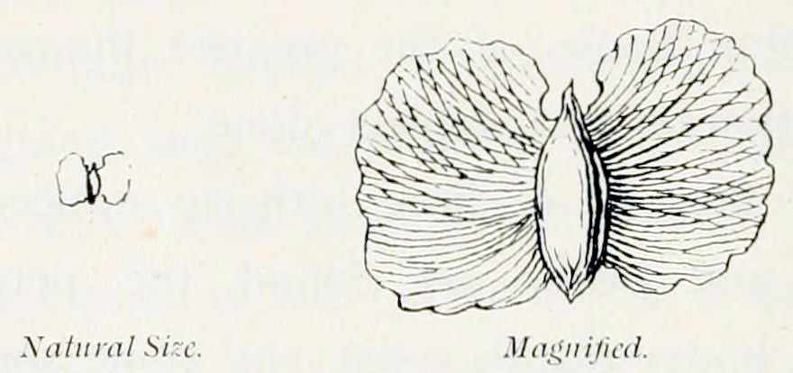 Two pictures of a seed, one
natural size, one magnified. The magnification shows a grain in the centre
with two wings at the sides. The grain is elliptic, with pointed ends. The
wings are rounded.