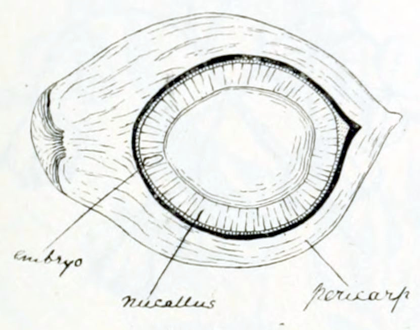 A section showing an oval form
with several layers. The outside layer is about one quarter of the total volume.
It's called 'Pericarp'. The second layer is much thinner, and very dense.
No name is attached to it. The third layer is of a lighter shade and also
about one quarter. It's called 'nucellus'. The central circle is empty.
In the third layer a small elongated shape is drawn, oriented radially,
and called 'embryo'.