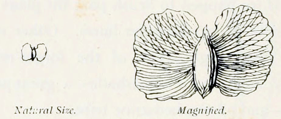 Two pictures of a seed, one
natural size, one magnified. The magnification shows a grain in the centre
with two wings at the sides. The grain is elliptic, with pointed ends. The
wings are rounded.